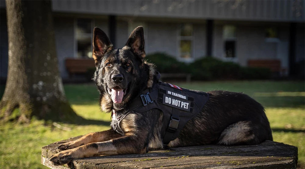 PawRoam Tactical Dog Harness & Leash Set — No-Pull Training Vest for Medium & Large Dogs